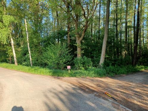 Beemd met +/- 200 elzenbomen op  42 are te koop (Oudsbergen), Immo, Gronden en Bouwgronden, Verkoop zonder makelaar