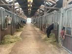 2 plekjes vrij gilze, Weidegang, 2 of 3 paarden of pony's