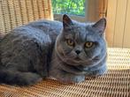 Britse korthaar, Poes, Gechipt, 3 tot 5 jaar