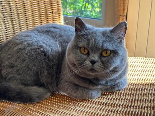 Britse korthaar, Dieren en Toebehoren, Katten en Kittens | Raskatten | Korthaar, Poes, 3 tot 5 jaar, Met stamboom, Gechipt, Ontwormd