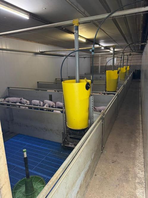 Biggen hokken [432], Dieren en Toebehoren, Schapen, Geiten en Varkens