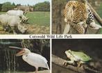 DIEREN  in  het  COTSWOLD WILD LIFE PARK, Verzamelen, Postkaarten | Dieren, Overige soorten, Ongelopen, Verzenden