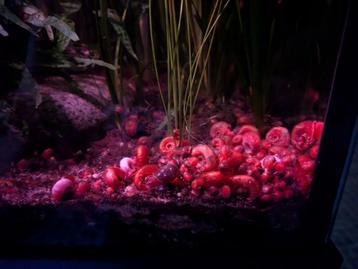 Posthoornslakjes bruin en rood beschikbaar voor biedingen