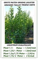 VANAF OKT/NOV. TERUG GROENE HAAGLIGUSTER 1,5/1,75+ Meter !, Ophalen, Liguster, Haag, 100 tot 250 cm
