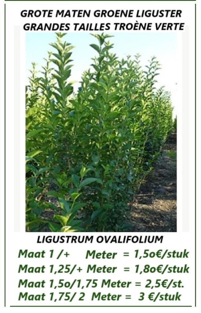 VANAF NOV. TERUG GROENE HAAGLIGUSTER 1,5/1,75+ Meter !, Tuin en Terras, Planten | Struiken en Hagen, Haag, Liguster, 100 tot 250 cm