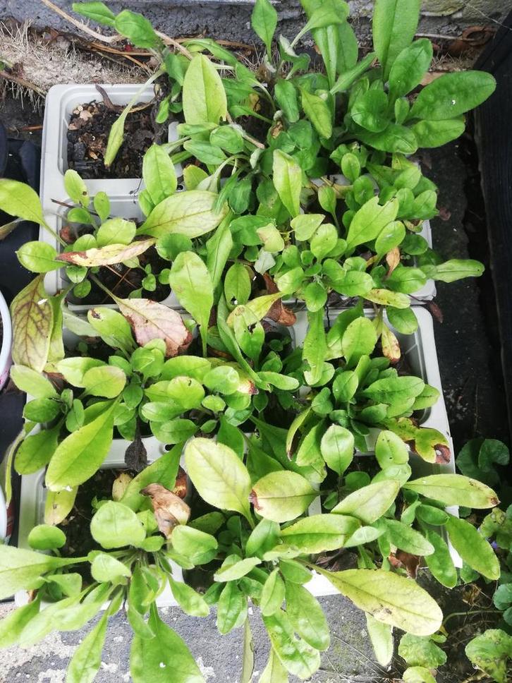 Echange ou vend myositis, Jardin & Terrasse, Plantes | Jardin, Couvre-sol, Mi-ombre, Printemps, Enlèvement