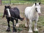 tinker, Dieren en Toebehoren, Merrie, Minder dan 160 cm, Recreatiepaard, Gechipt