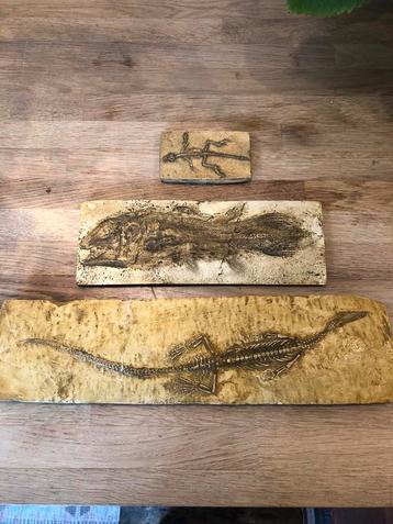 FOSSIELEN 3 STUKS MESOSAURUS COELACANTH GIPS COLLECTIE 