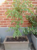 Klimplant in sierpot, Tuin en Terras, Ophalen