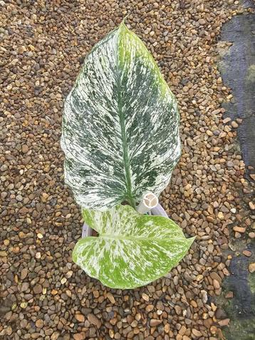 Monstera Devil Monster beschikbaar voor biedingen