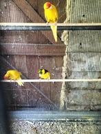Jonge kakarikies. Bonte en geel, mannen, Dieren en Toebehoren, Vogels | Parkieten en Papegaaien