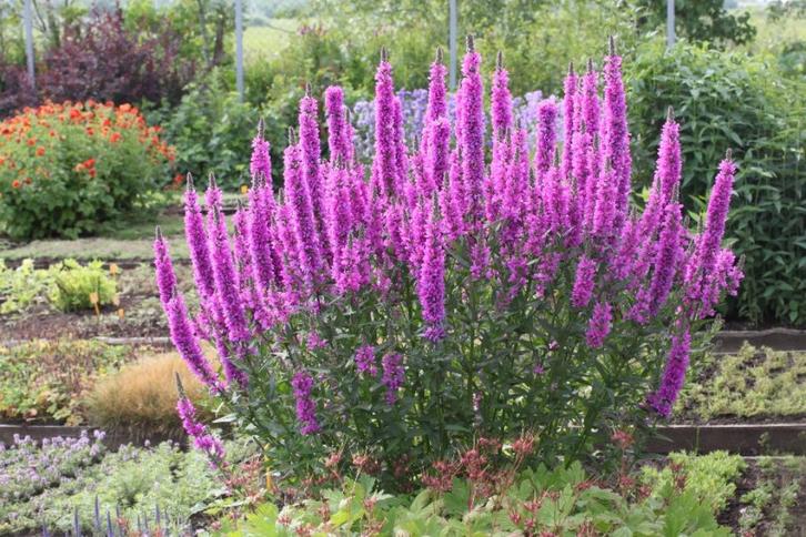 Lythrum sallicaria of Kattenstaart, Tuin en Terras, Planten | Tuinplanten, Vaste plant, Ophalen