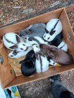 dwerg konijntjes, Dieren en Toebehoren, Konijnen, Dwerg