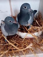 Koppel jonge!!!!, Dieren en Toebehoren