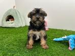 Yorkshire Terrier pups, Yorkshire Terriër, België, Reu, 8 tot 15 weken