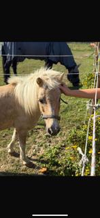 Leuke kinder Shetlanders, Dieren en Toebehoren, Zadelmak, A pony (tot 1.17m), 11 jaar of ouder, Recreatiepony