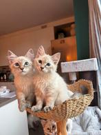 neva masquerade kittens te koop, Dieren en Toebehoren, Katten en Kittens | Raskatten | Langhaar, Meerdere dieren, Gechipt, 0 tot 2 jaar
