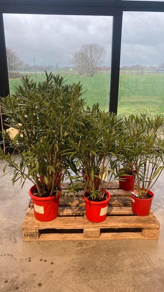 Lot van 6 Nerium Oleanders, Tuin en Terras, Planten | Tuinplanten, Ophalen