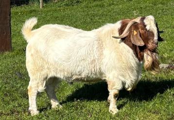 Boergeit Boerbok beschikbaar voor biedingen