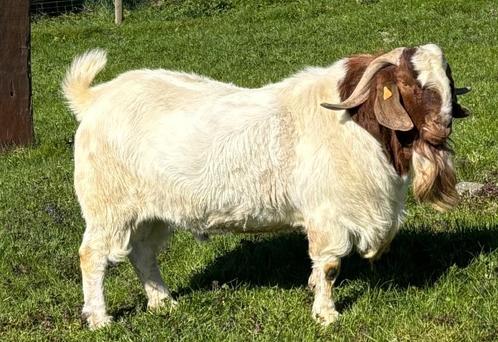 Boergeit Boerbok, Dieren en Toebehoren, Schapen, Geiten en Varkens, Geit, Mannelijk, 3 tot 5 jaar