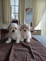 Chiots Maltipoo (caniche maltais x nain), Animaux & Accessoires, Autres races, Plusieurs, Parvovirose, Belgique