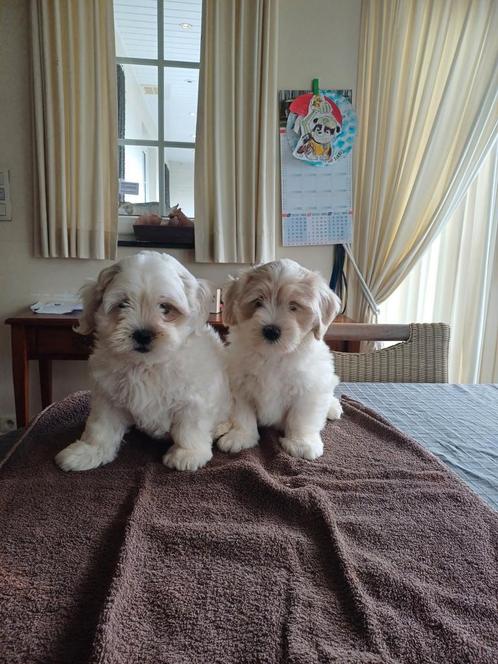 Chiots Maltipoo (caniche maltais x nain), Animaux & Accessoires, Chiens | Chihuahuas & Chiens de compagnie, Plusieurs animaux