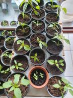 Cayenne peperplantjes - Koopje!, Tuin en Terras, Planten | Tuinplanten, Ophalen of Verzenden