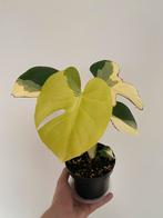 Monstera Pom Pom Halfmoon, Ophalen of Verzenden