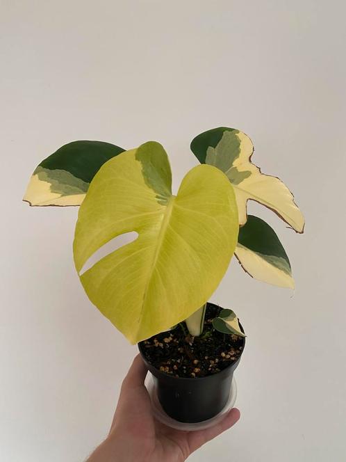 Monstera Pom Pom Halfmoon, Huis en Inrichting, Kamerplanten, Ophalen of Verzenden