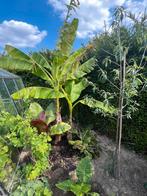 Musa basjoo, Tuin en Terras, Ophalen