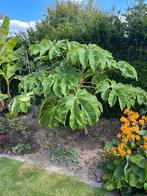 TETRAPANAX stekken, Tuin en Terras, Planten | Bomen, Ophalen
