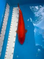 35 cm bengigoi, Dieren en Toebehoren, Vissen | Vijvervissen, Karper of Koi