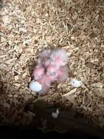 Pyrrhura Molinae (bébé), Animaux & Accessoires, Sexe inconnu, Perroquet, Parleur