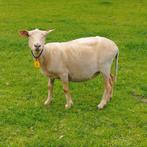 drie vrouwelijke schapen voor slacht, Animaux & Accessoires, Moutons, Chèvres & Cochons