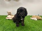 Cavapoo pups, Dieren en Toebehoren, Honden | Niet-rashonden, België, 8 tot 15 weken, CDV (hondenziekte), Meerdere