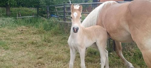 Haflinger veulen en jaarling merrie, Dieren en Toebehoren, Paarden, Meerdere dieren, Niet van toepassing, Minder dan 160 cm, 0 tot 2 jaar