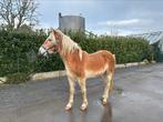 haflinger merrie, Dieren en Toebehoren, Pony's, Merrie