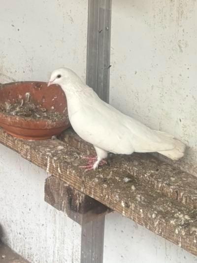 Witte duivin, Animaux & Accessoires, Oiseaux | Pigeons