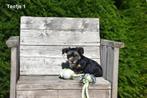 Yorkshire Terriër pupjes, Dieren en Toebehoren, Honden | Jack Russells en Terriërs, Yorkshire Terriër, België, CDV (hondenziekte)