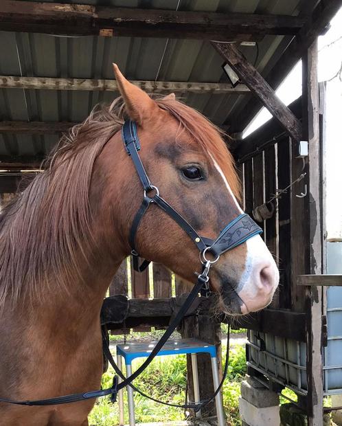 Handgemaakt bitloos hoofdstel, Dieren en Toebehoren, Paarden en Pony's | Hoofdstellen en Tuigage, Zo goed als nieuw, Recreatie