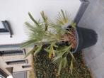 Chameoraps Humulis palmboom, Tuin en Terras, Ophalen