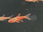 Hobbyaquarium Boraras Brigittae / Brigittae /chilie rasbora, Vis, Zoetwatervis, Schoolvis