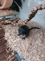 2 lieve jonge gerbils zoeken nieuwe thuis, Dieren en Toebehoren, Knaagdieren