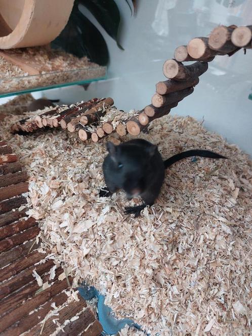 2 lieve jonge gerbils zoeken nieuwe thuis, Dieren en Toebehoren, Knaagdieren
