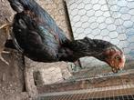 Parrot beak aseel hen, Dieren en Toebehoren, Vrouwelijk, Kip