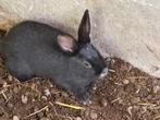 Nest vleeskonijnen Belgisch Zilver, Dieren en Toebehoren, Konijnen, Meerdere dieren, Groot, 0 tot 2 jaar