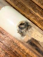 Termieten kolonie tekoop, Dieren en Toebehoren, Insecten en Spinnen