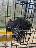Cochinkriel zwart witgeparelde fokhaan, Mannelijk, Kip