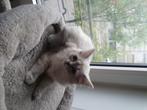 Ragdoll kattenjes te koop, 0 tot 2 jaar, Gechipt, Poes