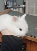 Bébé lapin nain au yeux bleus, Animaux & Accessoires, Lapins, Femelle, Nain